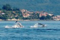 /album/fotogaleria-descubre-el-camping-hio/delfines-en-la-ria-de-vigo-paseos-en-velero-1024x682-jpg2/